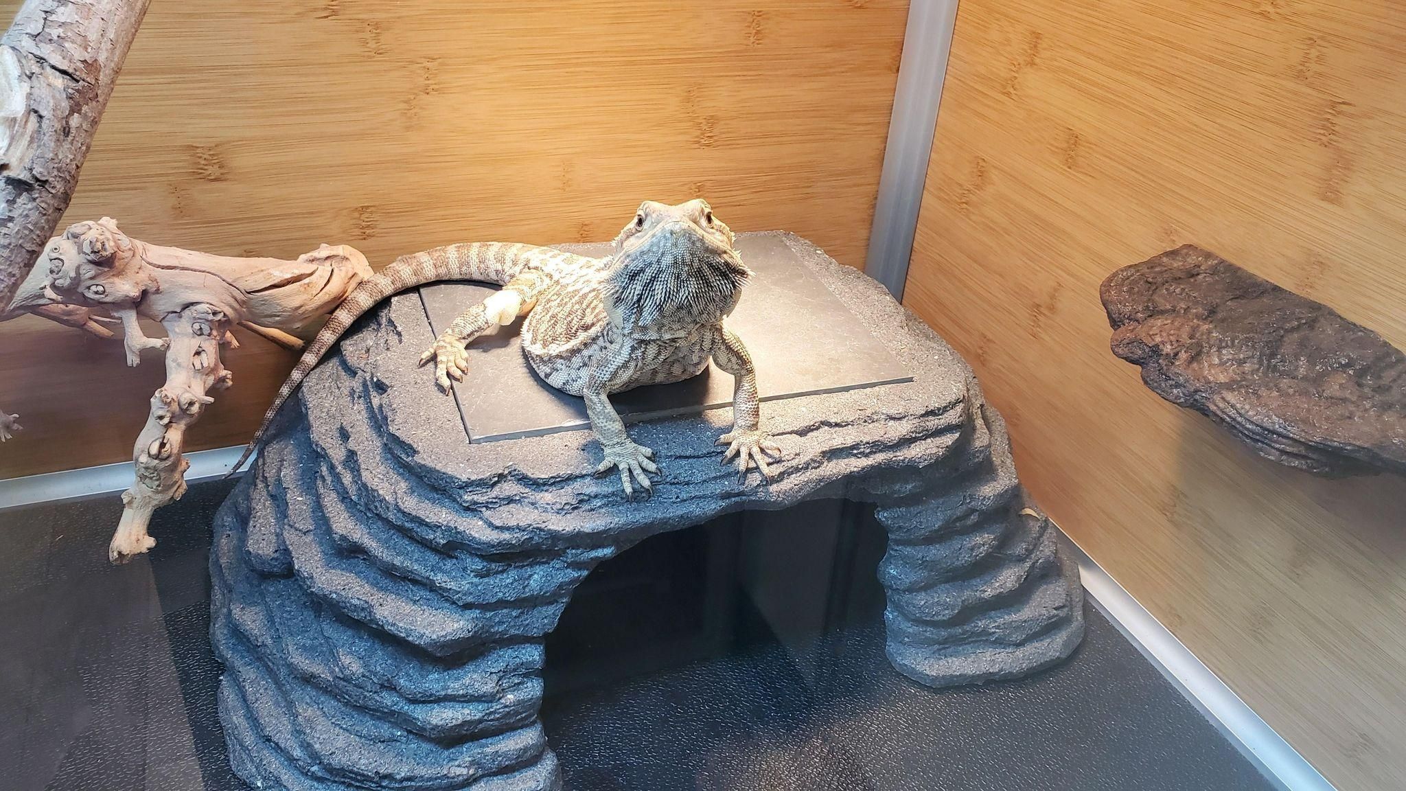Reptile breeders 4'x2'x2' Original Wood Panel Reptile Enclosure by Zen Habitats for