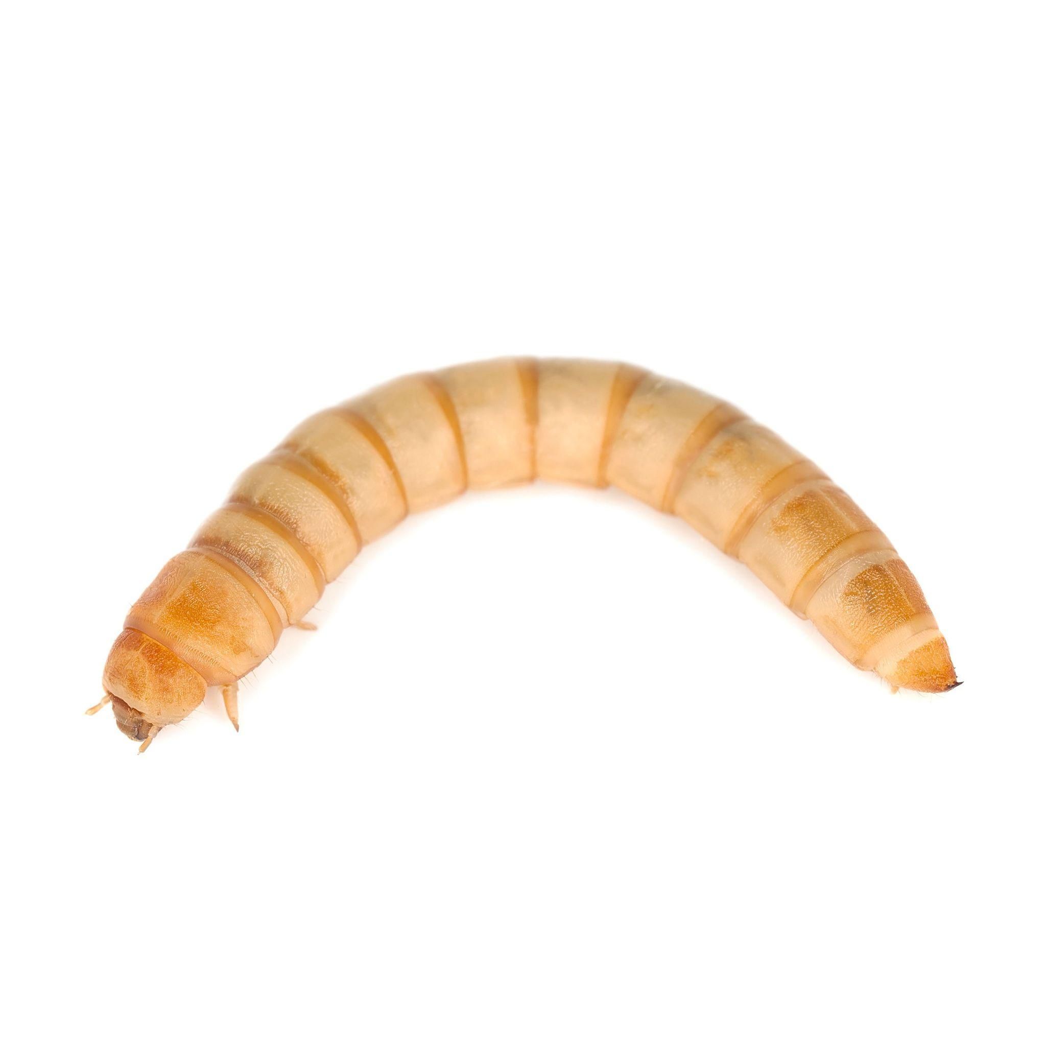 Live Mealworms (500) by The Bug Factory for Sale HappyDragons