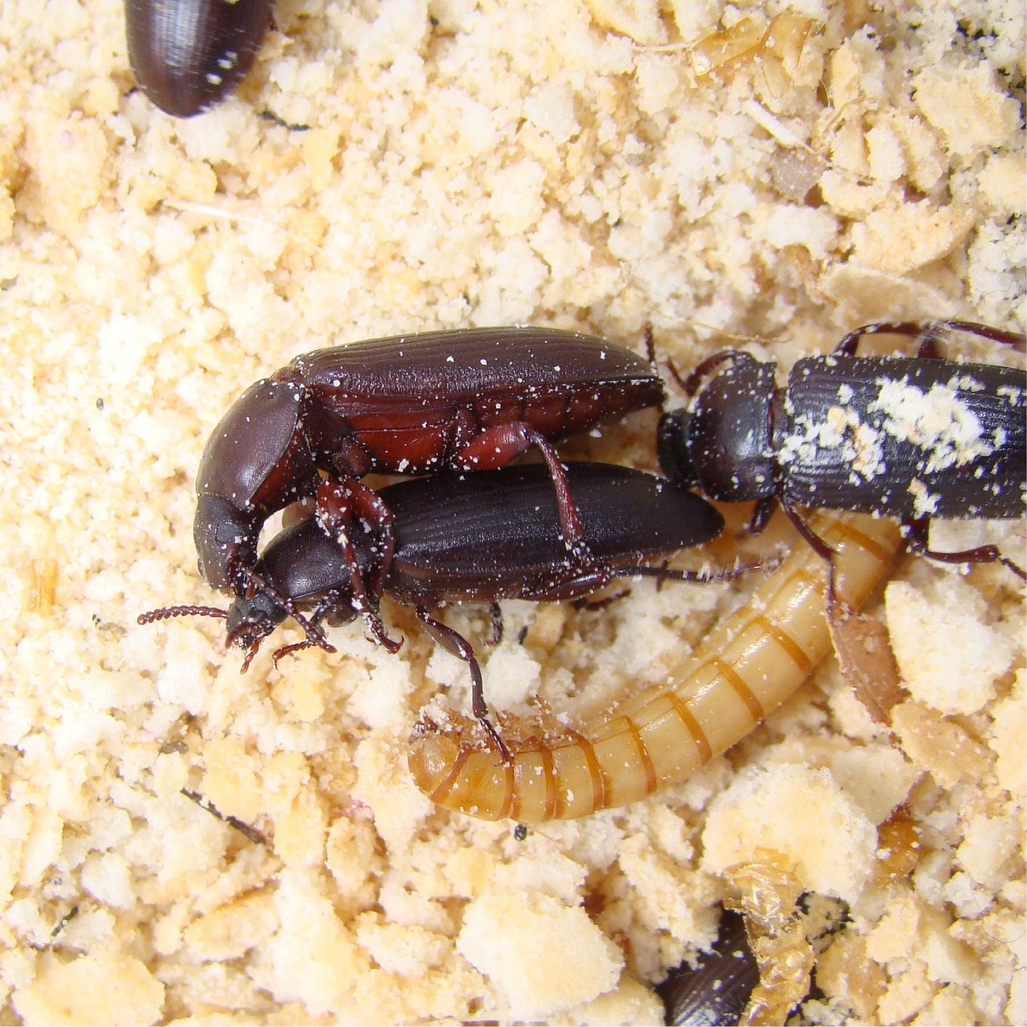 Mealworm & Beetle Starter Pack by The Bug Factory for Sale HappyDragons