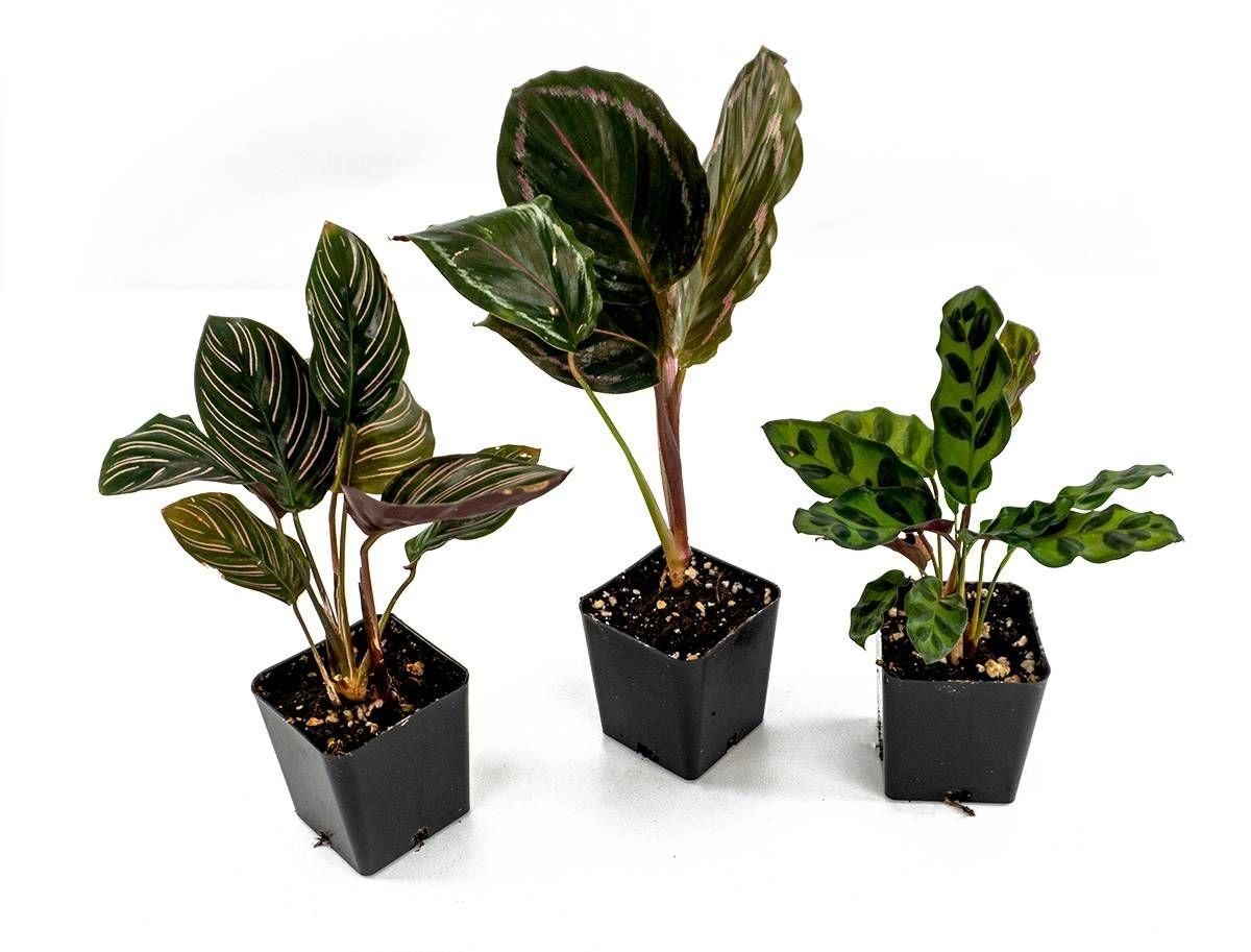 dracaena sanderiana victory Dracaena braunii 'Victory' – Variegated Lucky Bamboo Type main image 0