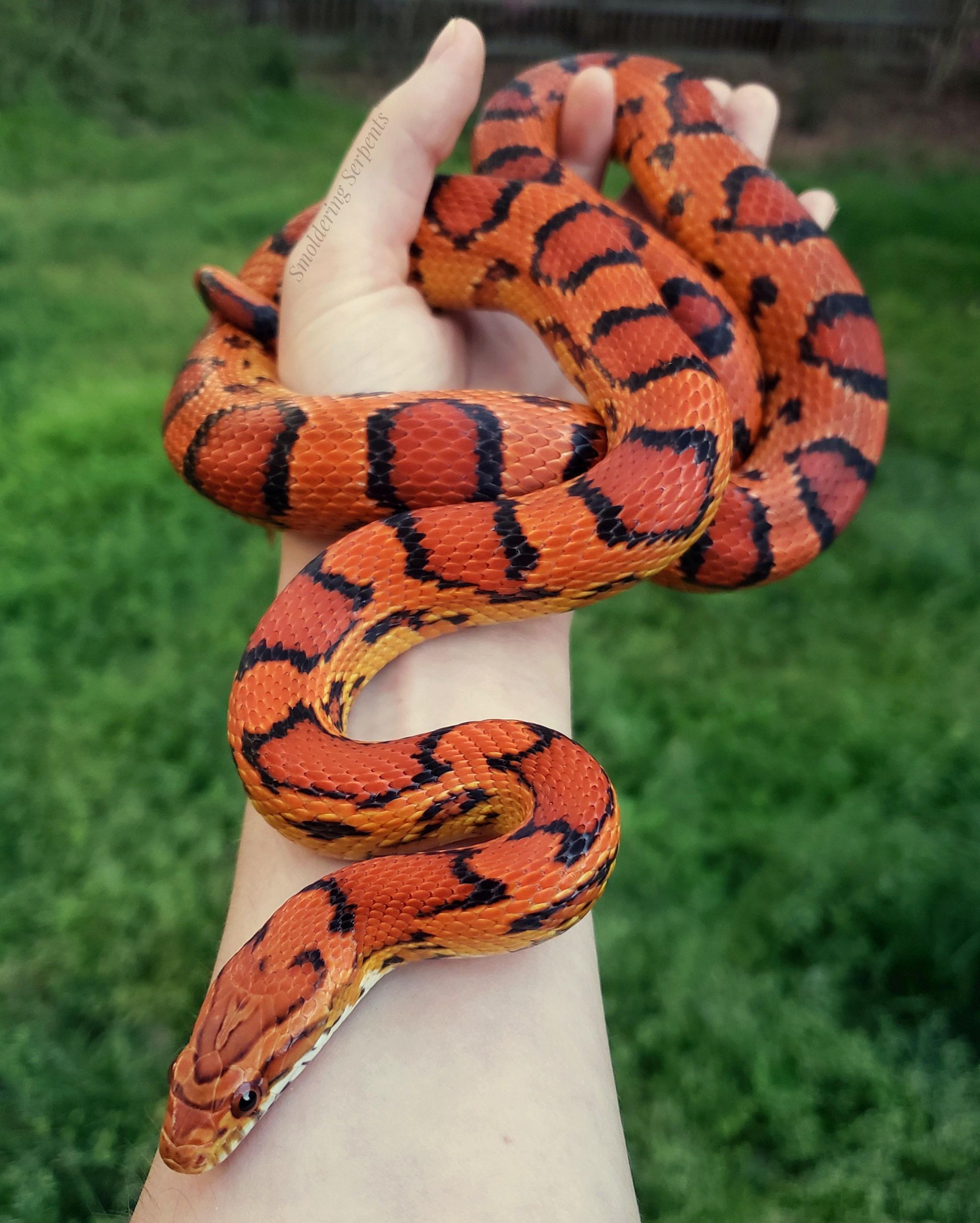 The metallic and blazing orange scales of Fea, the Baird's rat snake :  snakes