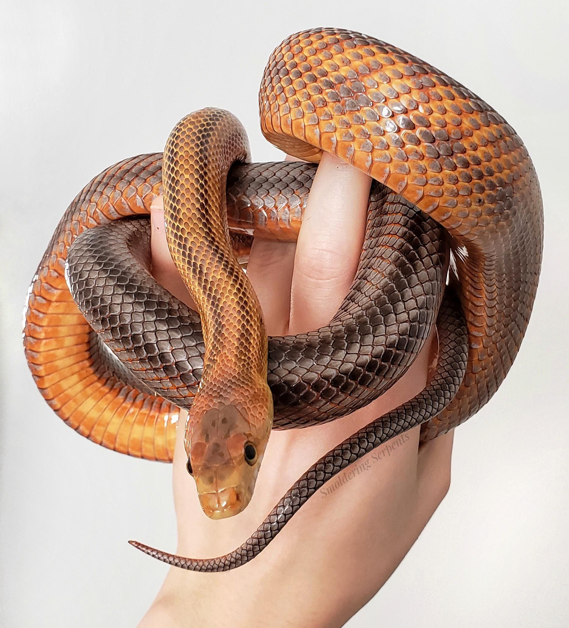 The metallic and blazing orange scales of Fea, the Baird's rat snake :  snakes