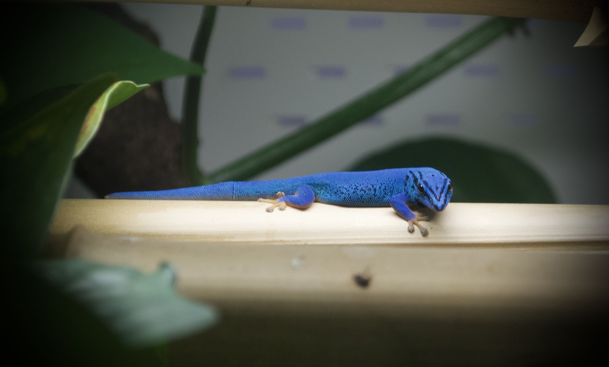Blue Saphir Lizard Calvi : r/luxurypurses