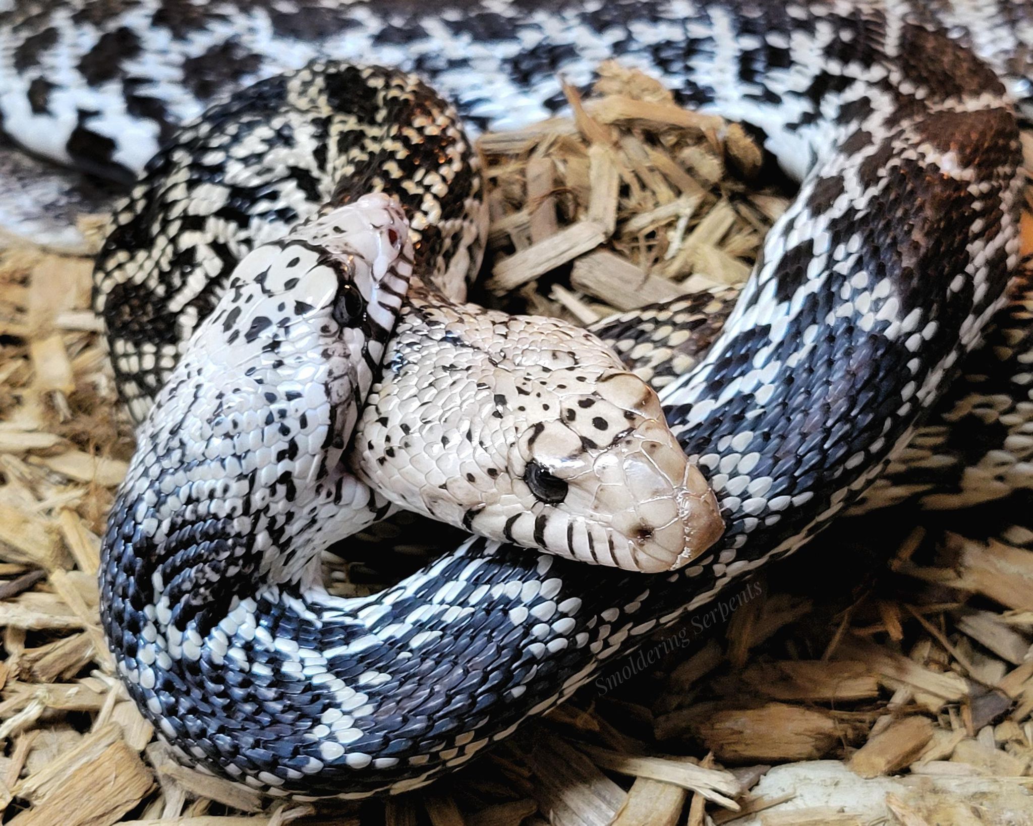 The metallic and blazing orange scales of Fea, the Baird's rat snake :  snakes