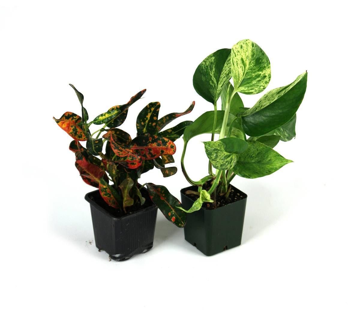 ginger plant flower Arrow Leaf Ginger