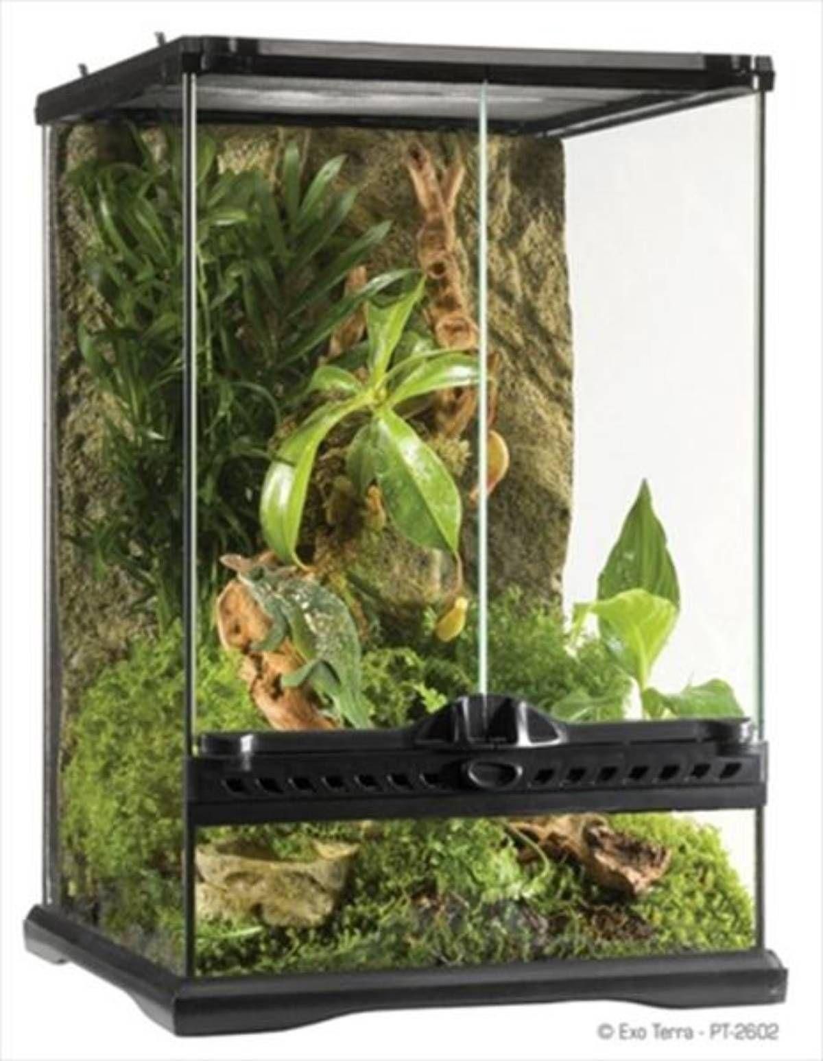 Small Chameleon Starter Buying Guide | HappyDragons